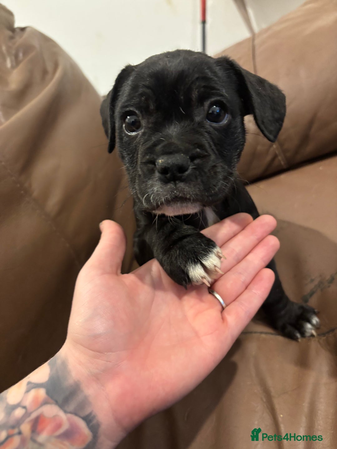 Mixed Breed dogs for sale: Adorable Puppies Looking for Their Forever Homes!  - Image 4