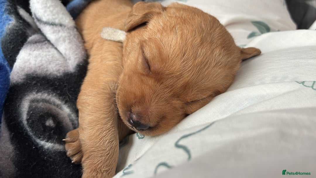 Labrador Retriever dogs for sale: Gorgeous Red Labrador Pups - Image 14