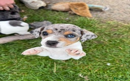 Jack Russell dogs for sale: Gorgeous Jack Russell Boys - Image 2