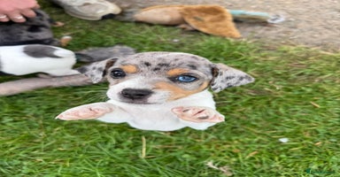 Jack Russell dogs - Advert 9
