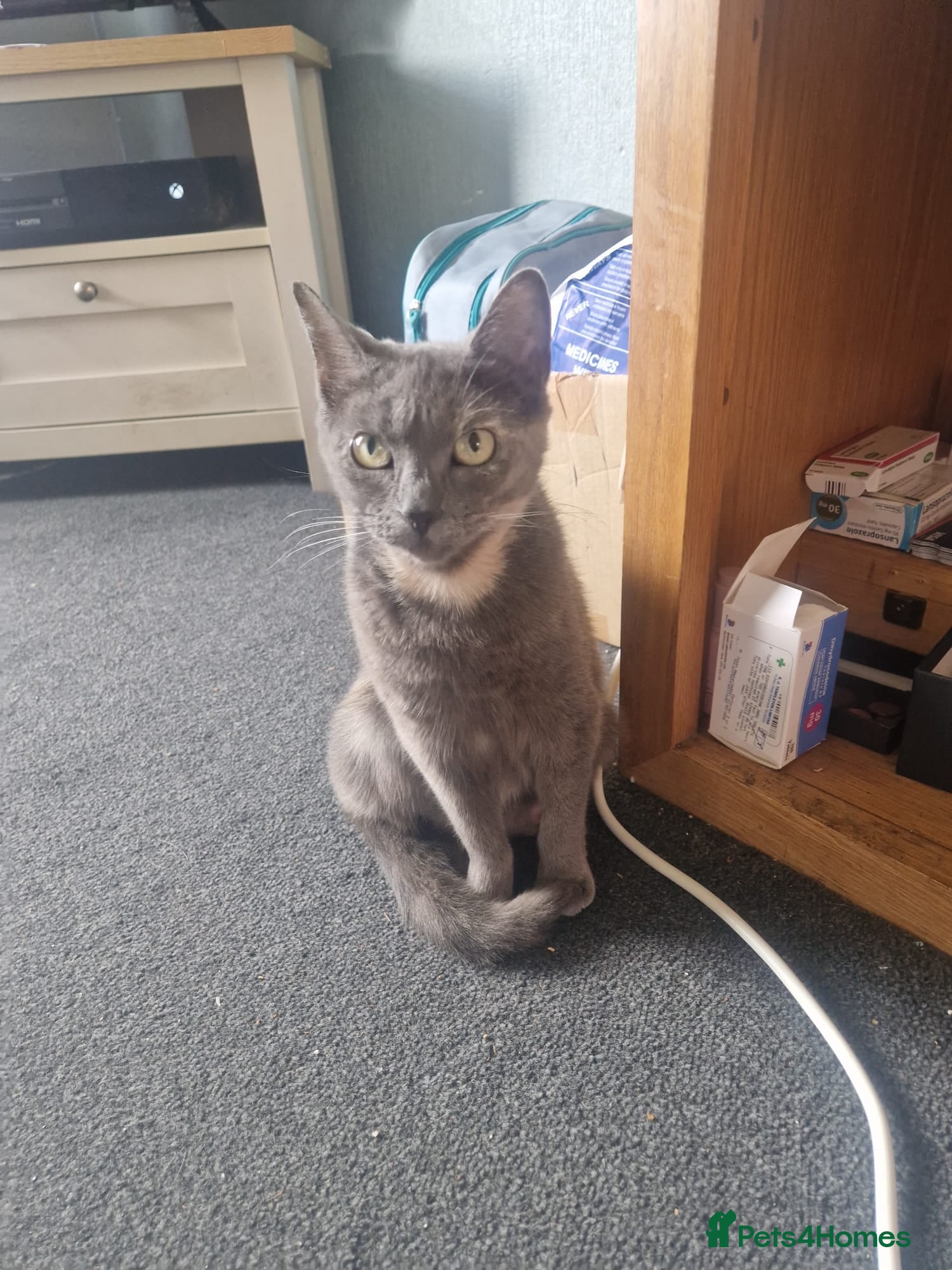 Mixed Breed cats Kittens for sale - Advert 1