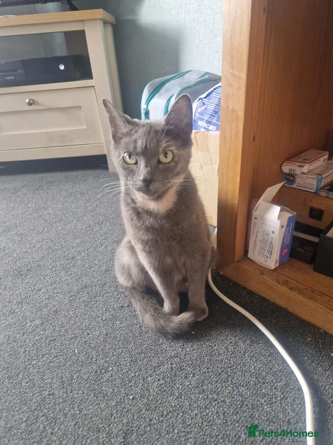 Mixed Breed cats for sale: Kittens for sale in Kilmarnock - Advert 1