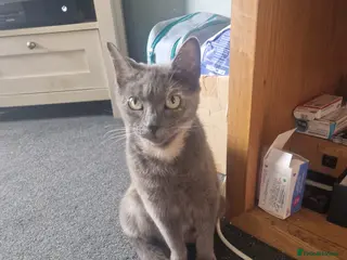 Mixed Breed cats Kittens for sale - Advert 1