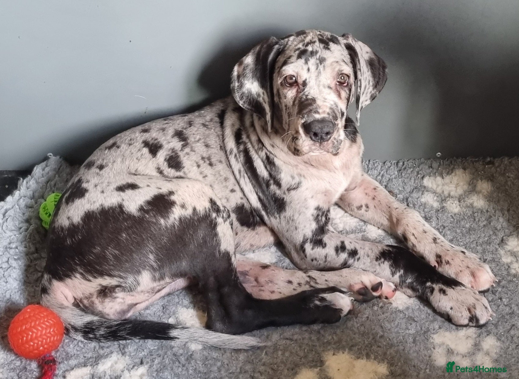 Great Dane dogs 3 girls left. FULLY VACCINATED  - Advert 4