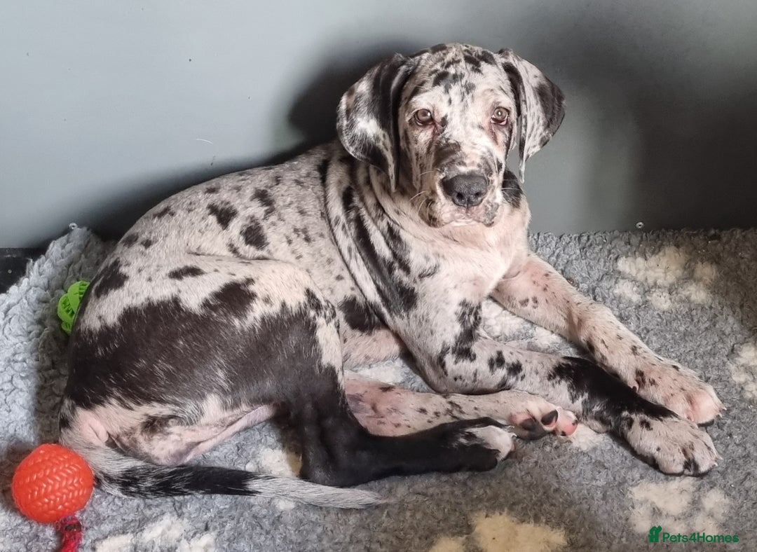 Great Dane dogs for sale: Beautiful girls. KC HEALTH TESTED  - Advert 15
