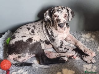 Great Dane dogs 3 girls left. FULLY VACCINATED - Advert 4