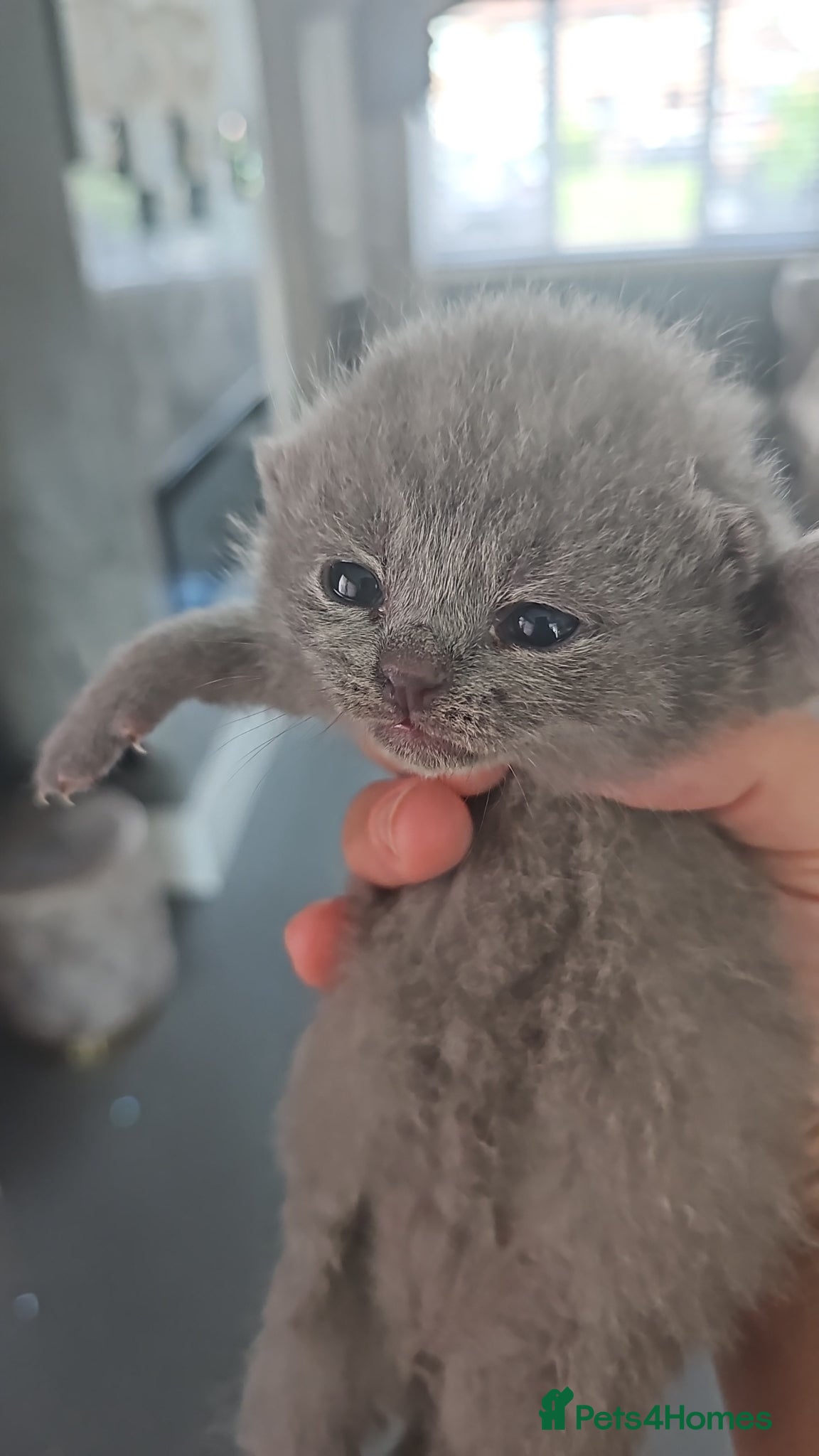 British Shorthair cats for sale: 4 bsh kittens - Advert 10