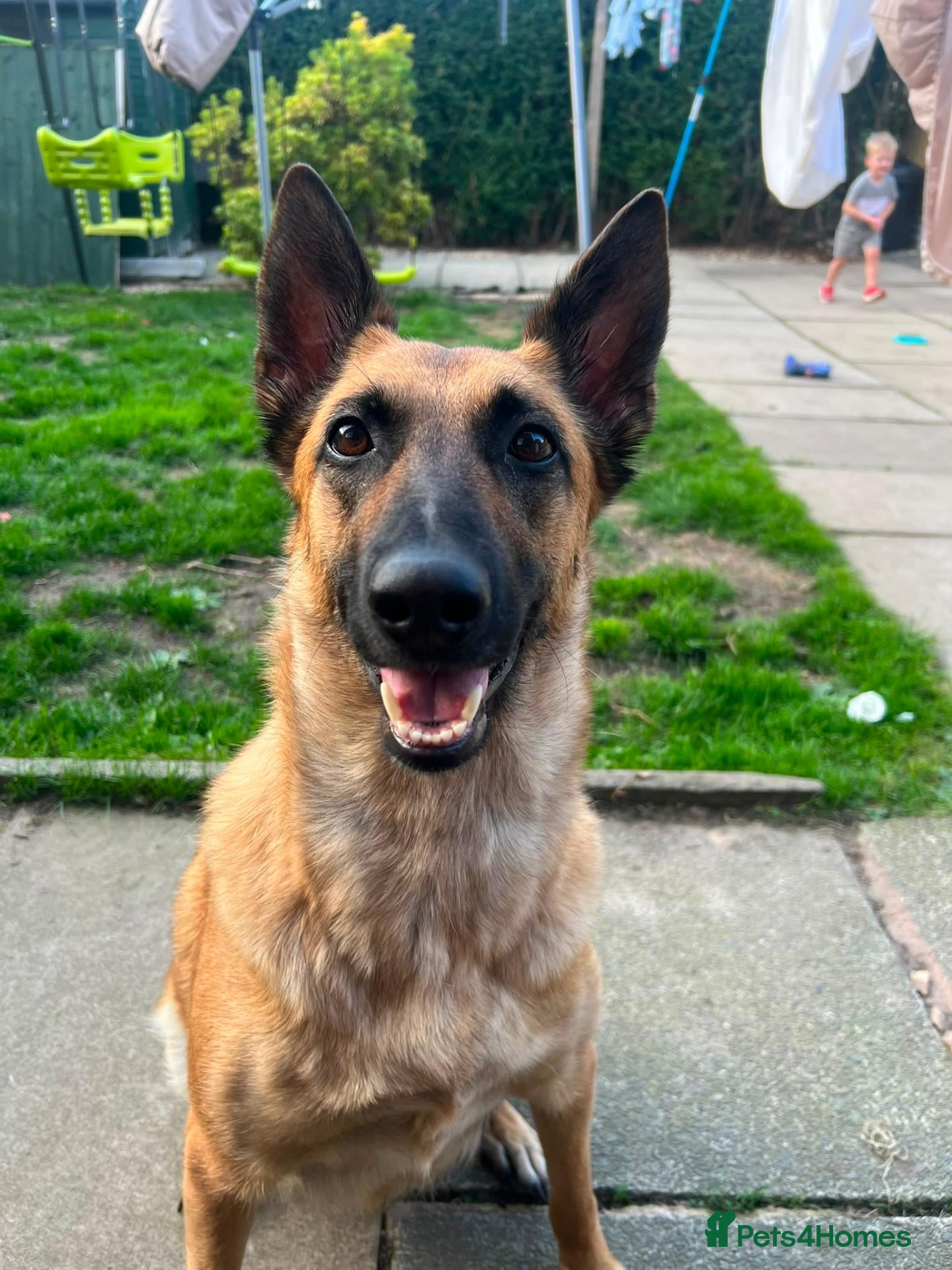 Belgian Shepherd Dog dogs for sale: Belgian malinois x Dutch herder - Advert 2