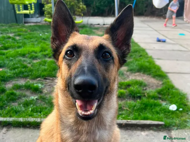 Belgian Shepherd Dog dogs for sale: Belgian malinois x Dutch herder - Advert 2