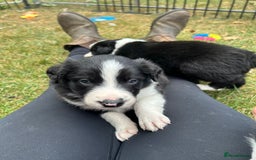 Border Collie dogs for sale: Border Collie Pups for Sale  - Image 2