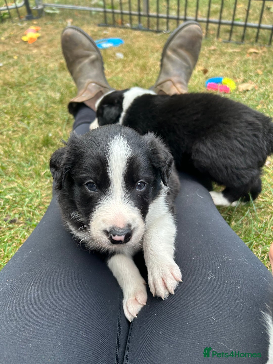 Border Collie dogs for sale: Border Collie Pups for Sale  - Image 2