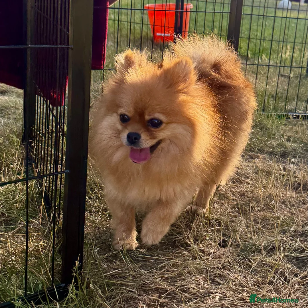 Pomeranian dogs for adoption: 🐾 RALPHIE – Female Pomeranian 🐾 - Advert 9
