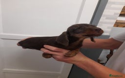 Miniature Dachshund dogs for sale: Miniture dashounds wire hair  - Image 22