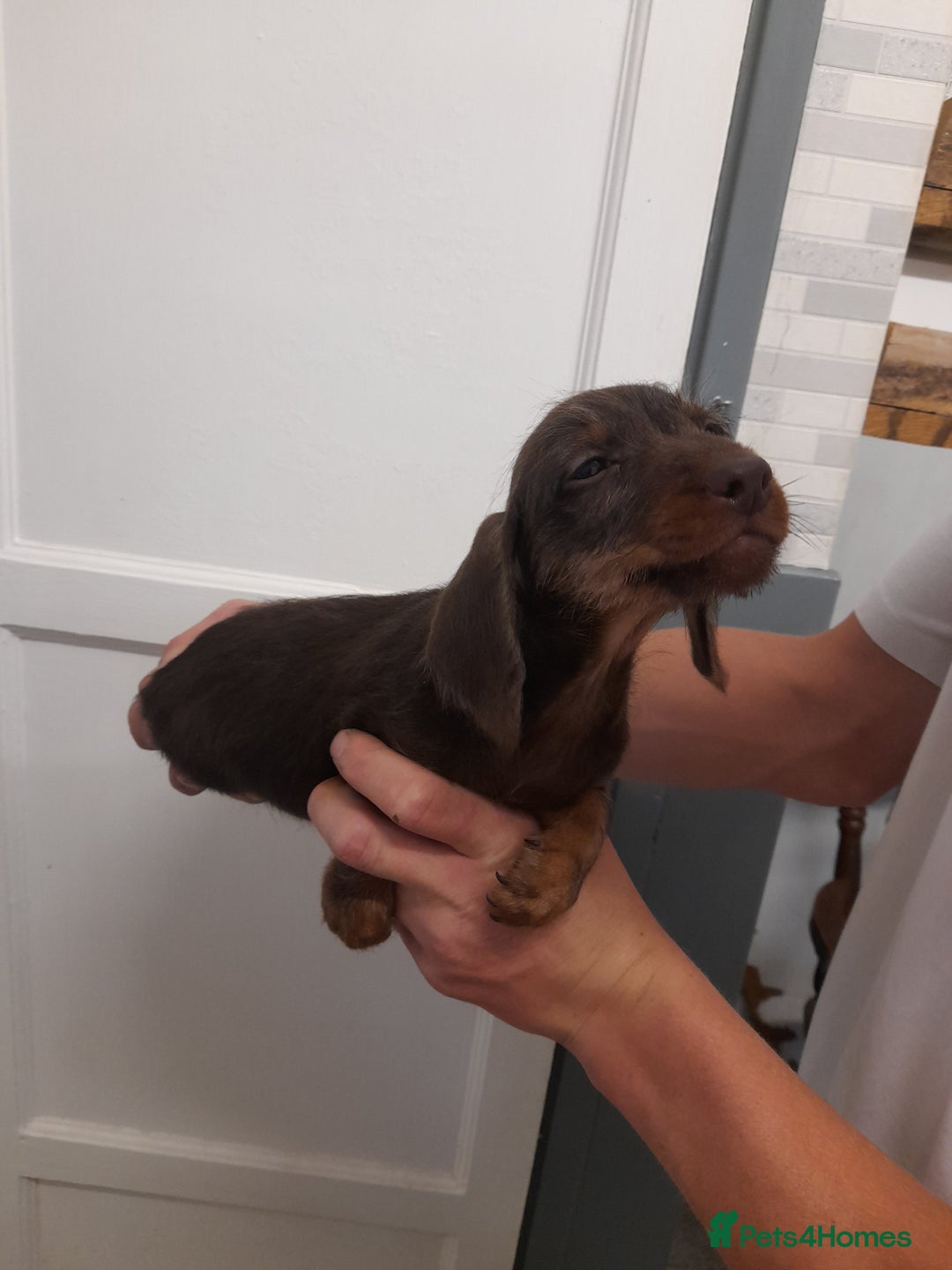 Miniature Dachshund dogs for sale: Miniture dashounds wire hair  - Image 22