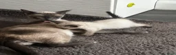 Siamese cats for sale: Stunning Siamese girl ready for new lap  - Advert 6