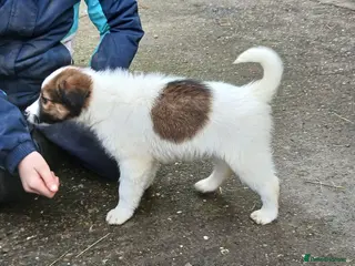 Mixed Breed dogs Border collie cross pups - Advert 5