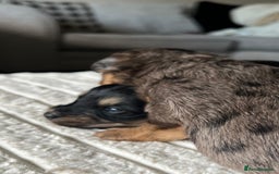 Jackapoo dogs for sale: 🐶🐾 F1 Minature Jackapoos 🐶🐾 - Image 23