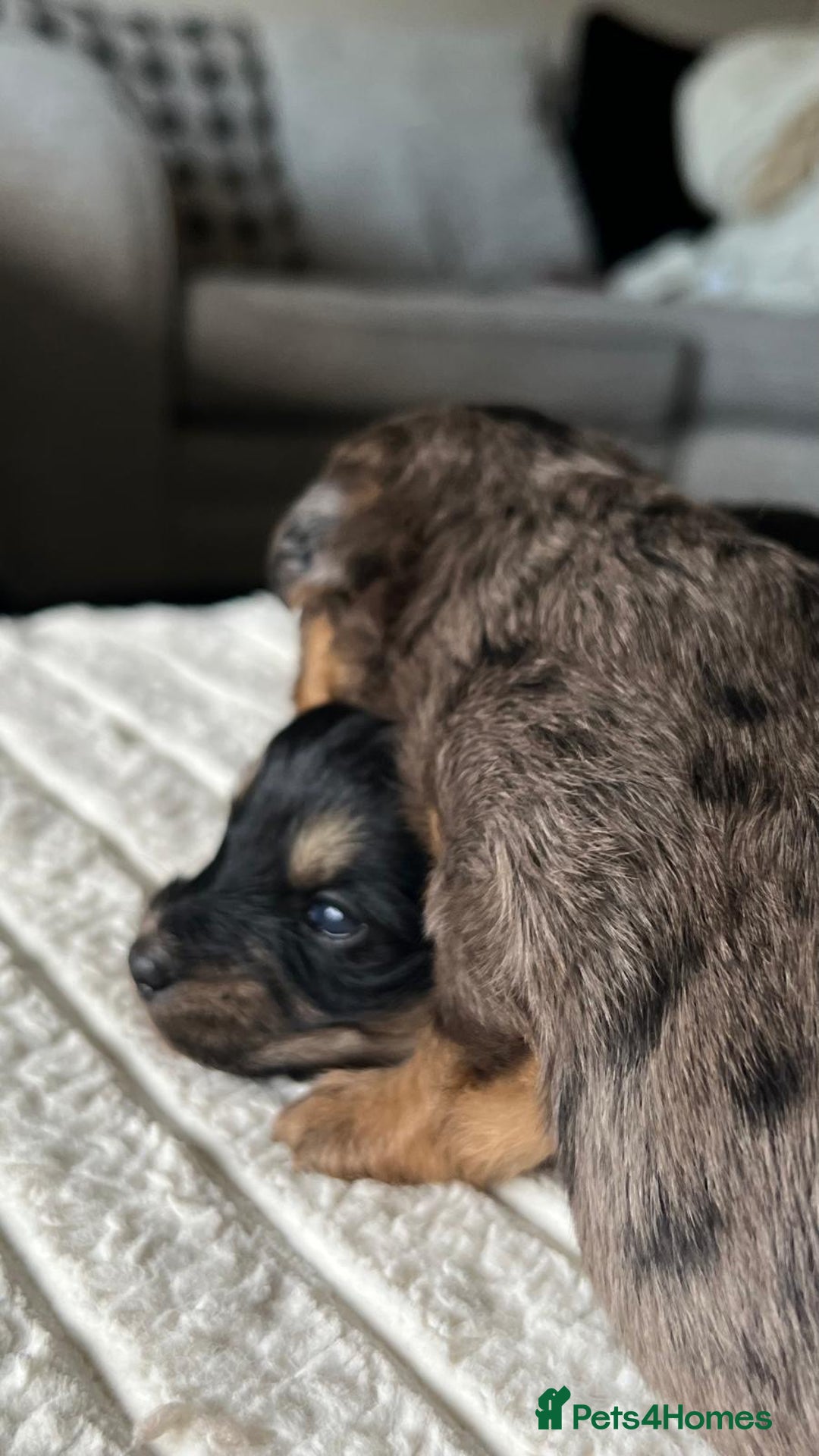 Jackapoo dogs for sale: 🐶🐾 F1 Minature Jackapoos 🐶🐾 - Image 23