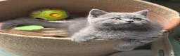 British Shorthair cats for sale: British shorthair kittens ❤️ - Advert 12