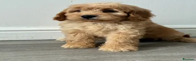 Cockapoo 3