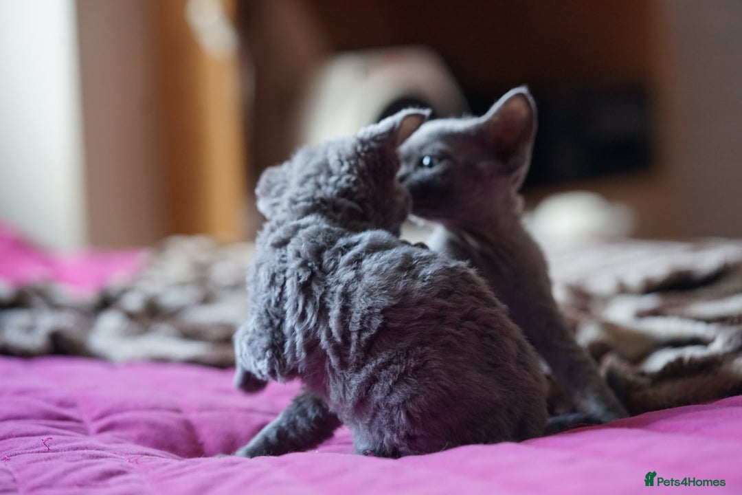 Devon Rex cats for sale: 💙 Devon Rex Female Kitten Available 💙 - Image 4