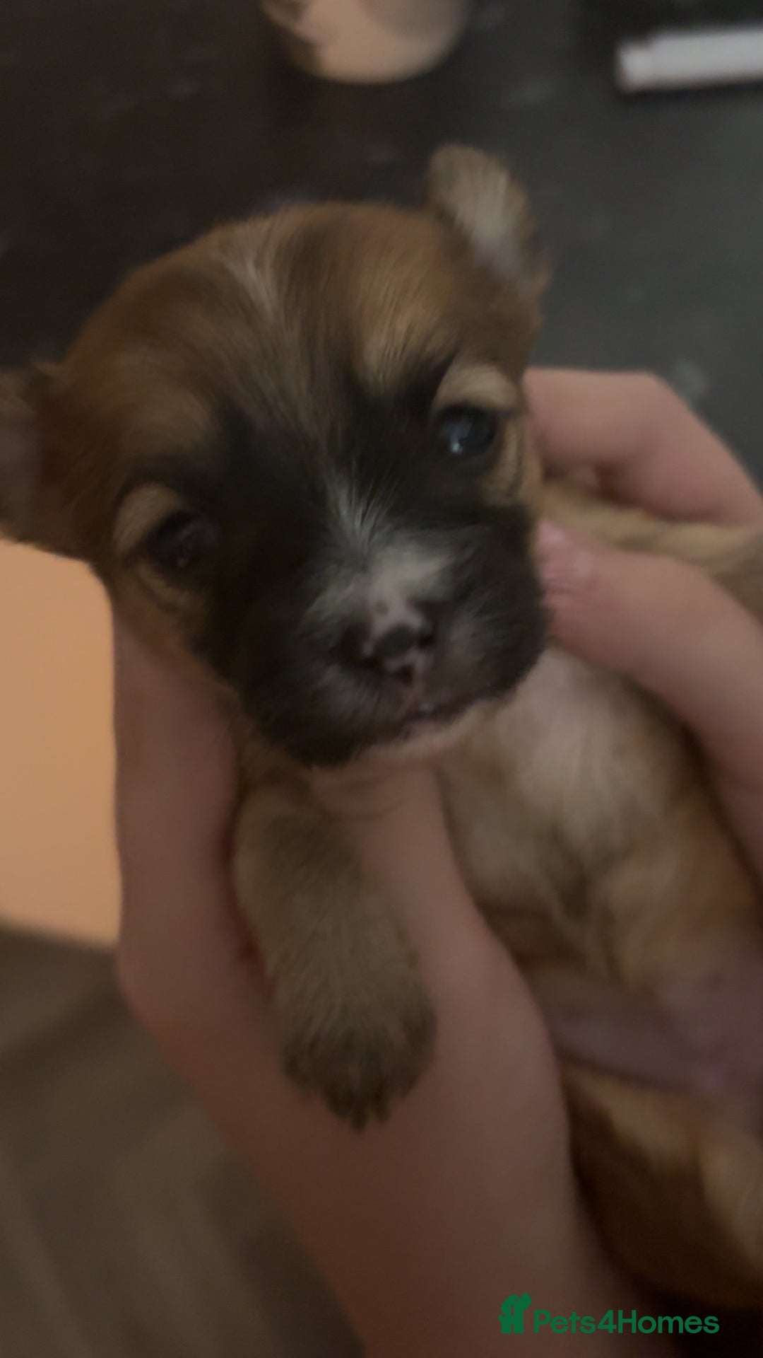 Mixed Breed dogs for sale: 3 Beautiful Chorkies girls - Advert 7