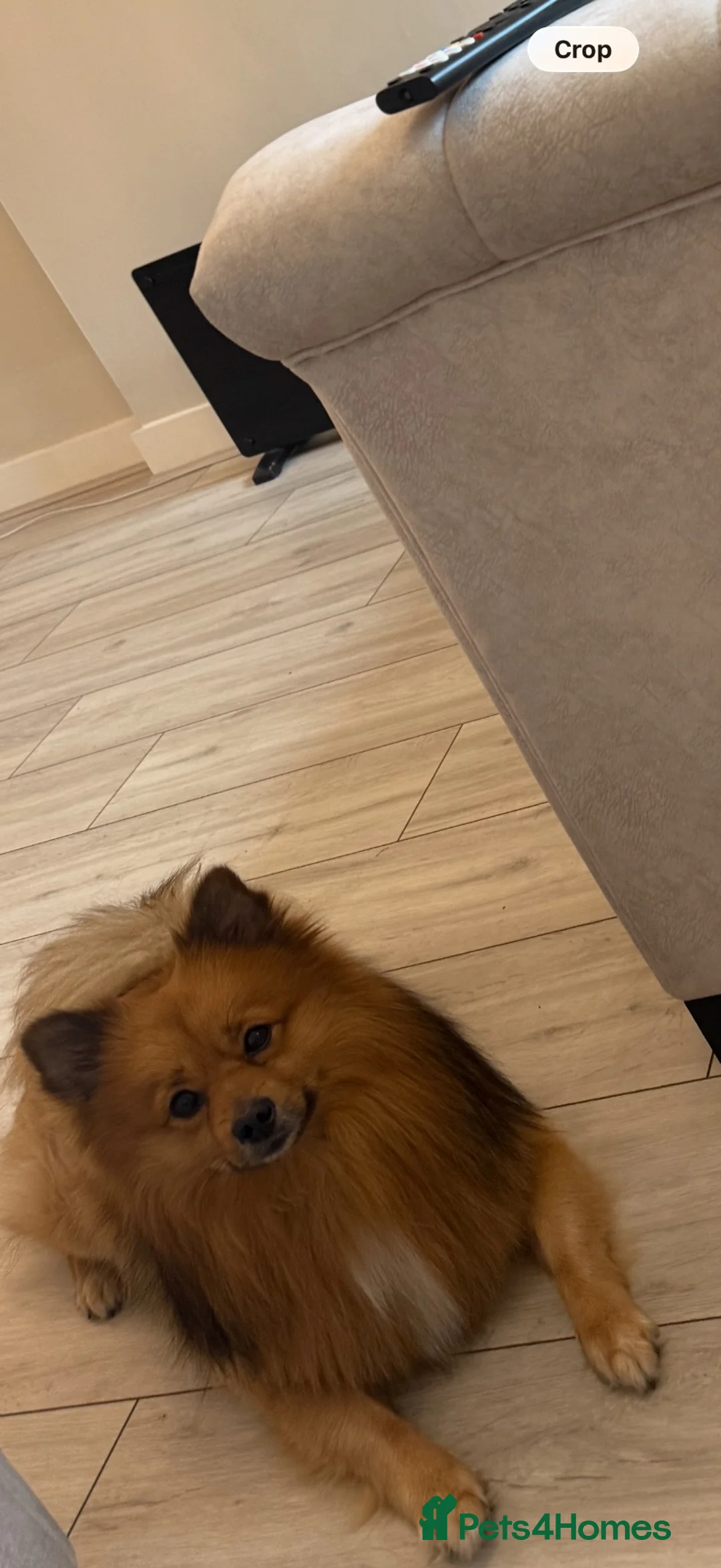 Pomeranian dogs for sale: Pom/Spitz for Sale - Advert 3