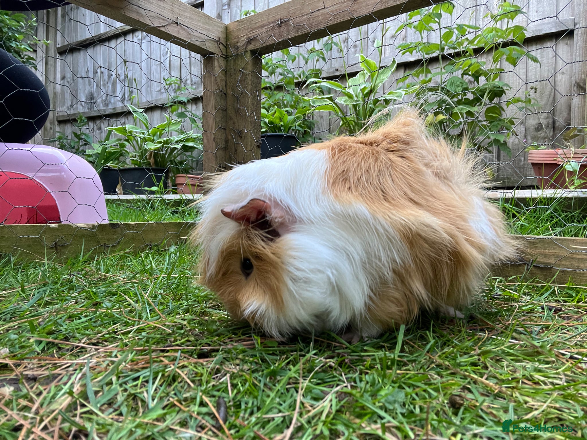 Guinea Pig rodents for sale: Guinea pigs for sale  in Lancaster - Advert 3