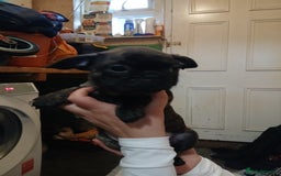 Frug dogs for sale: Two ten week old female frugs for sale - Image 6