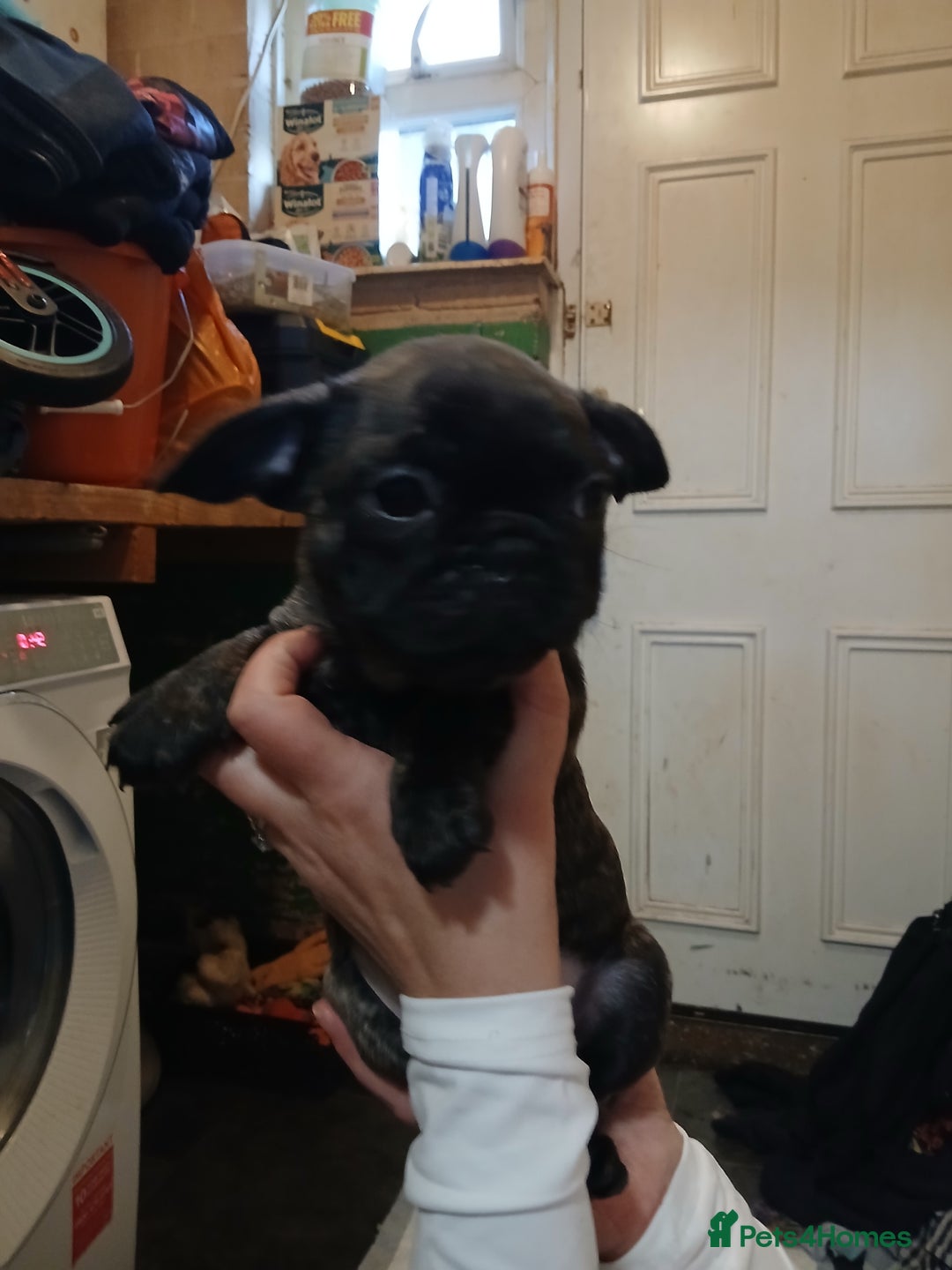Frug dogs for sale: Two ten week old female frugs for sale - Image 6