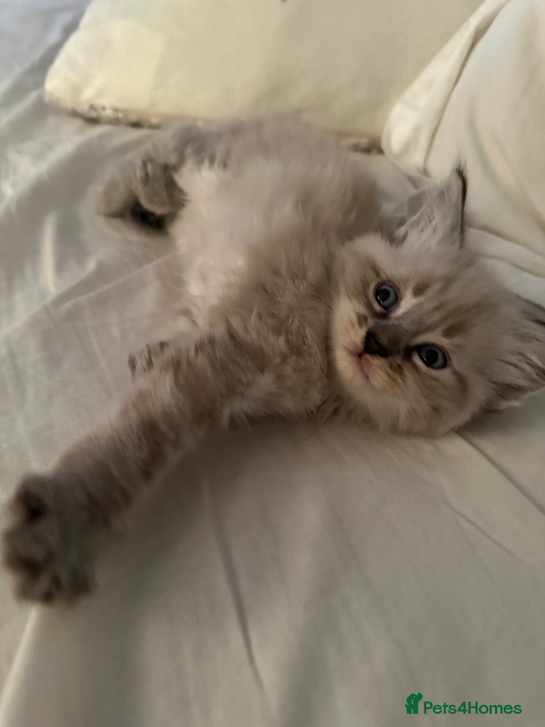 Ragdoll cats for sale: Ragdoll x Maincoone loving babies - Image 4