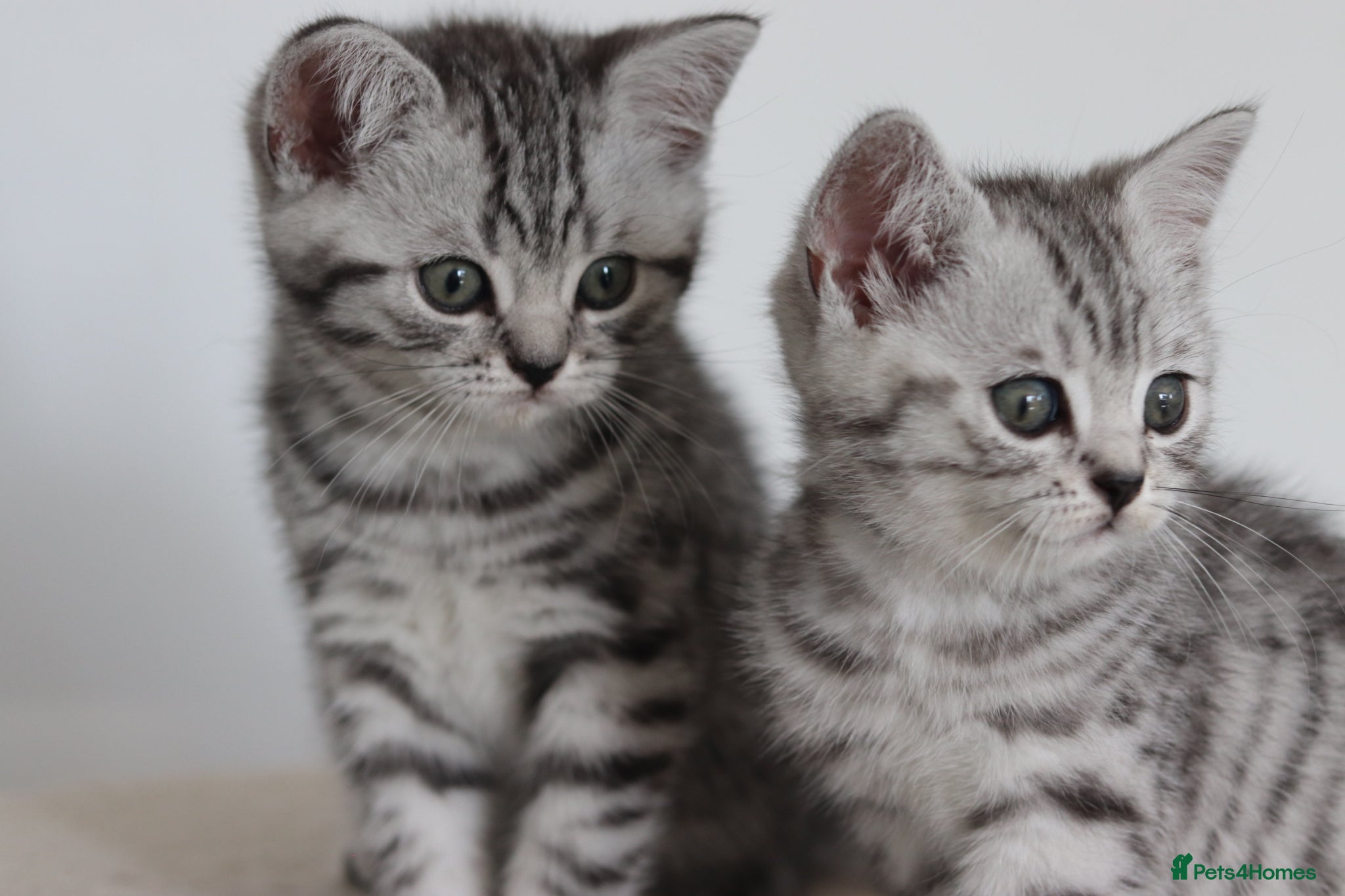 British Shorthair cats 🐾 Gorgeous GCCF British Shorthair Kittens 🐾 - Advert 2