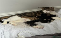 Domestic Shorthair cats for sale: beautiful tabby and black and white kittens - Image 19