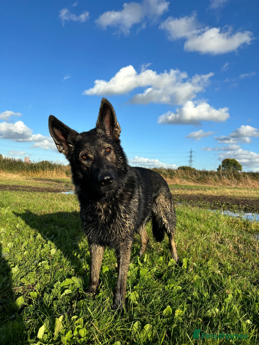 German Shepherd dogs for sale: Czech (DDR) Working Line GSD - Advert 2