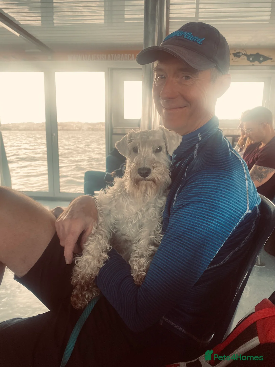 Miniature Schnauzer dogs for stud: KC Registered White miniature Schnauzer for stud  in Colyton - Advert 5