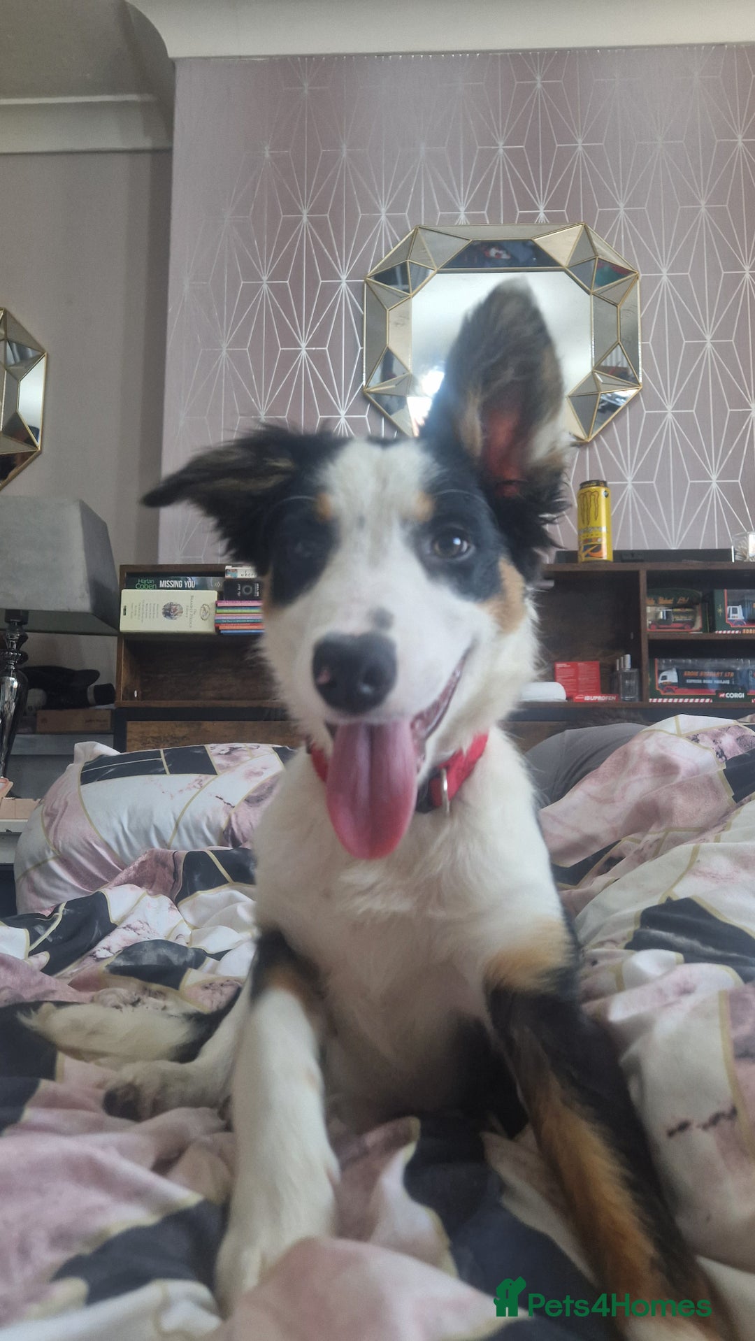 Border Collie dogs for sale: Ben the collie - Image 2