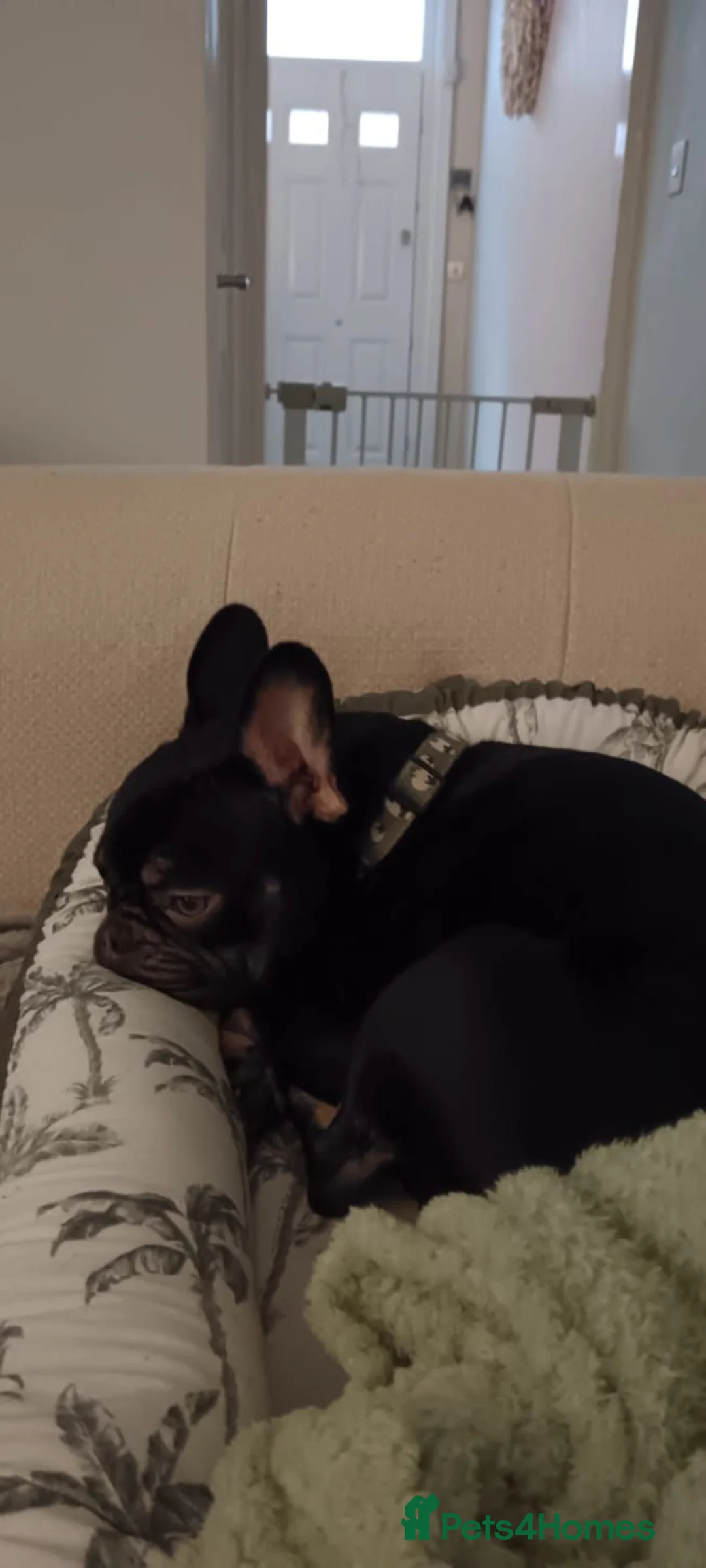 French Bulldog dogs for sale: Pedigree Black & Tan French Bulldog – 4 Years Old in Leek - Advert 2