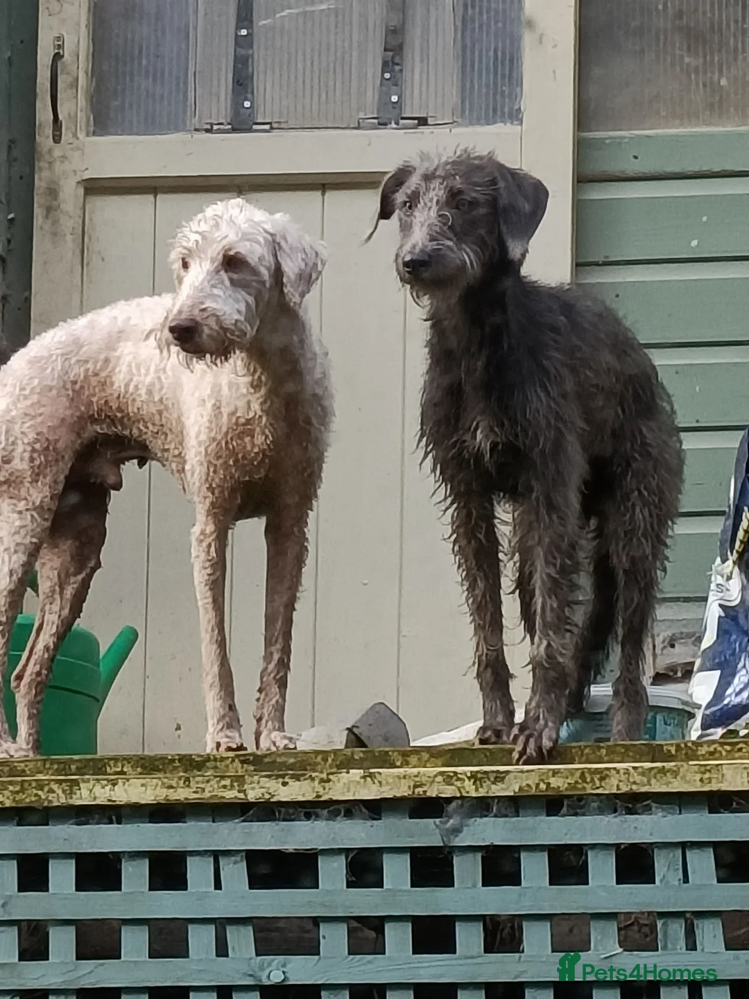 Mixed Breed dogs for sale: 8 Bedlington/Whippet Puppies - Advert 15