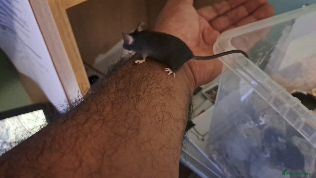 Mouse rodents for sale: Tame pet mice for sale: born 21 July - Image 4