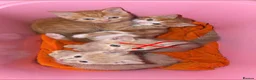 Mixed Breed cats for sale: 2 orange and 1 champagne male kittens - Advert 19