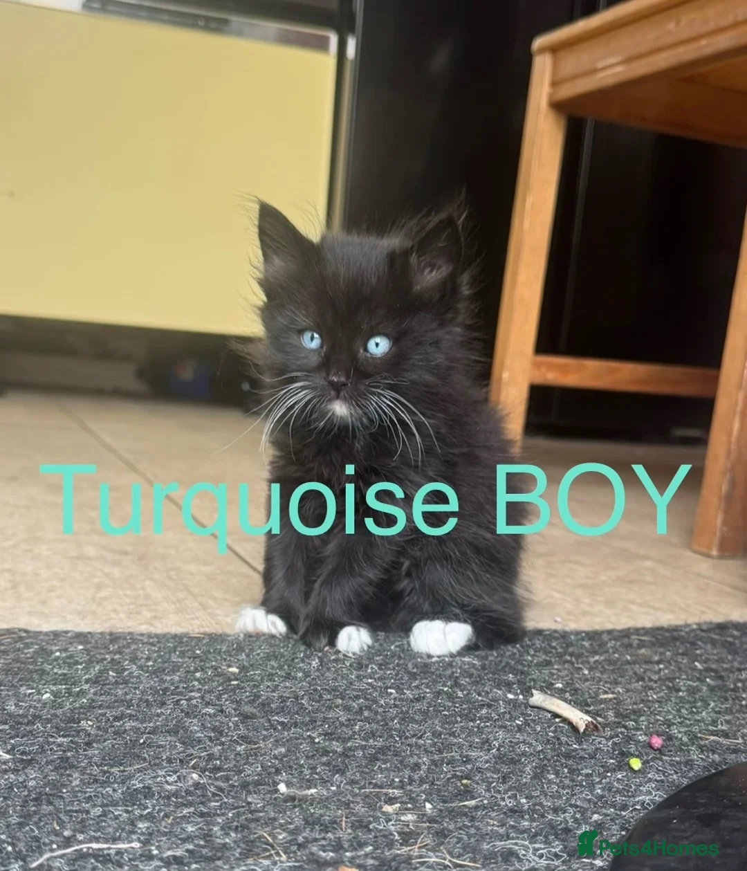 Mixed Breed cats for sale: Mixed Maine coons  - Advert 1