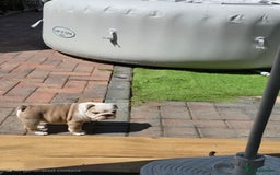 Mixed Breed dogs for sale: Mum frenchie dad English bulldog  - Image 2