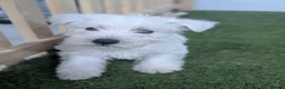 West Highland Terrier dogs for sale: West Highland Terrier puppies  - Advert 12