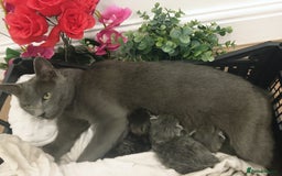 Russian Blue cats for sale: Russain blue x Maine coon Kittens for Sale - Image 15