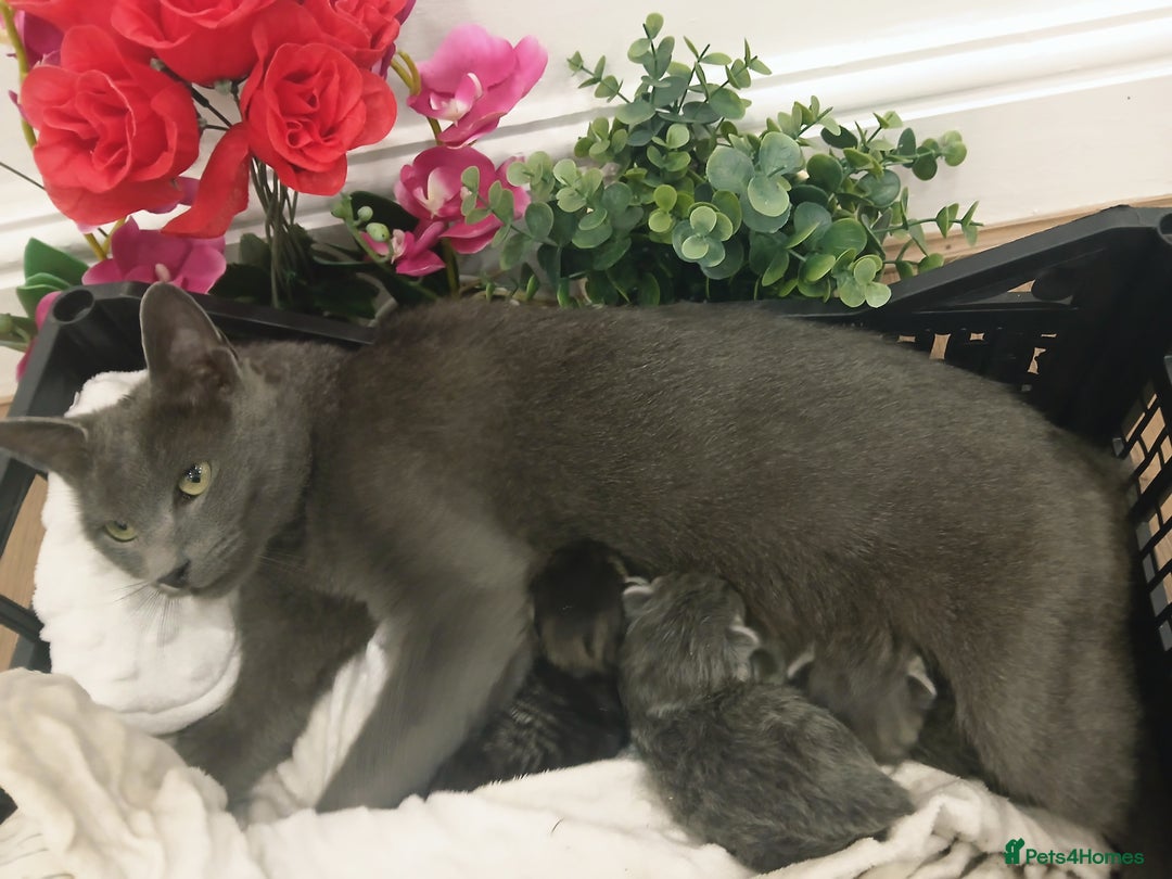 Russian Blue cats for sale: Russain blue x Maine coon Kittens for Sale - Image 15