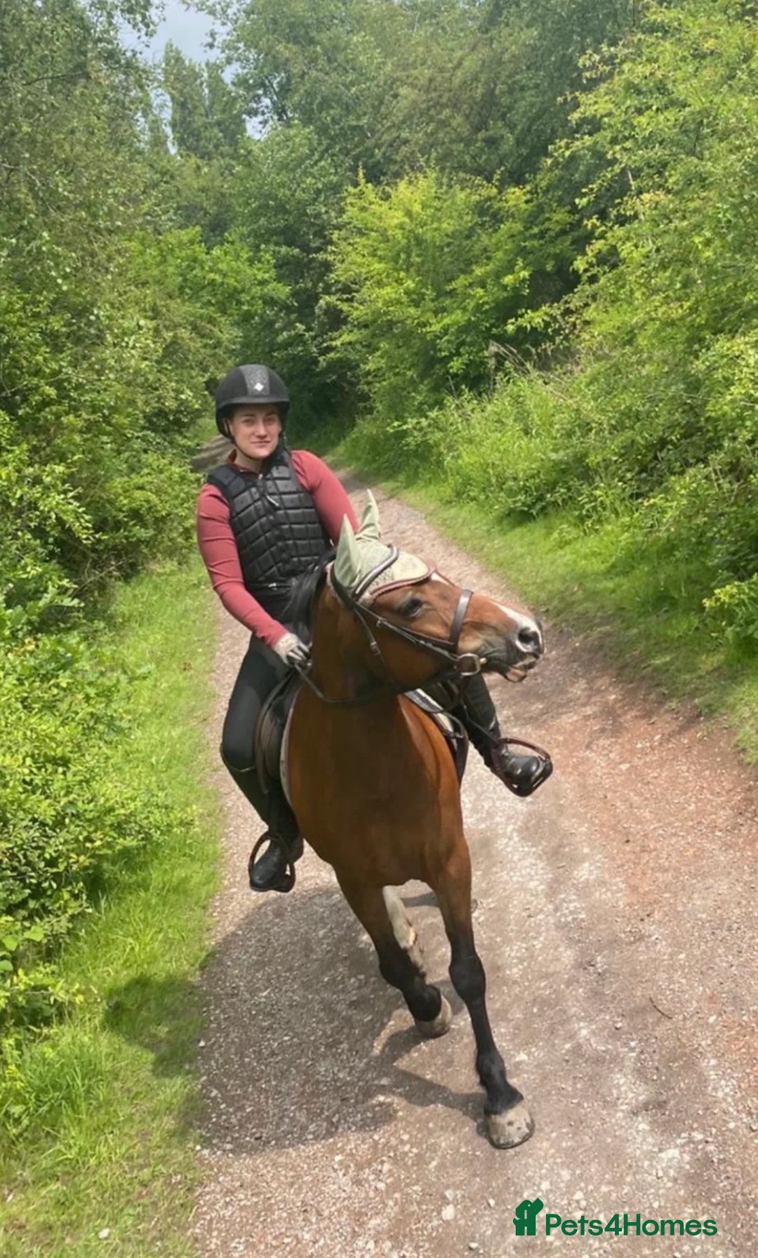 Welsh Section C horses for sale: Beautiful reg Welsh C mare 16 year old  - Advert 3