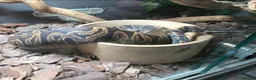 Snake reptiles for sale: Royal Pythons, Boa, Olive python Hoggies, Tortoise in Andover - Advert 18