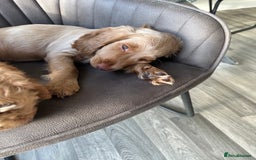 Cockapoo dogs for sale: Cockapoo Puppies - 1 Boy - 1 Girl - Ready to Go  - Image 10