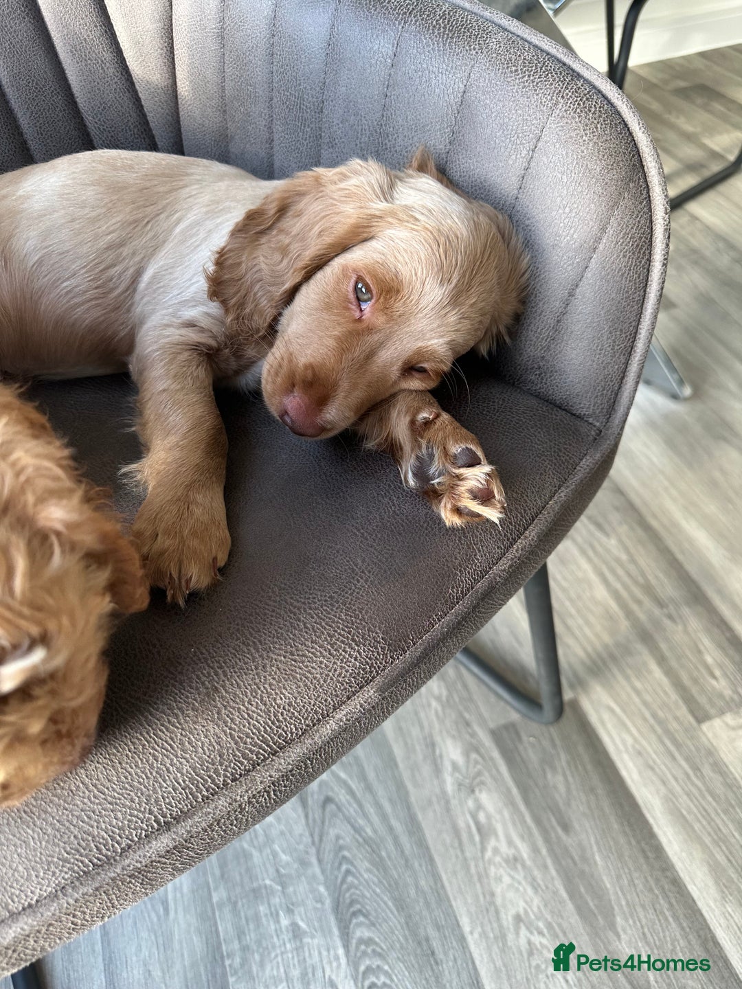 Cockapoo dogs for sale: Cockapoo Puppies - 1 Boy - 1 Girl - Ready to Go  - Image 10