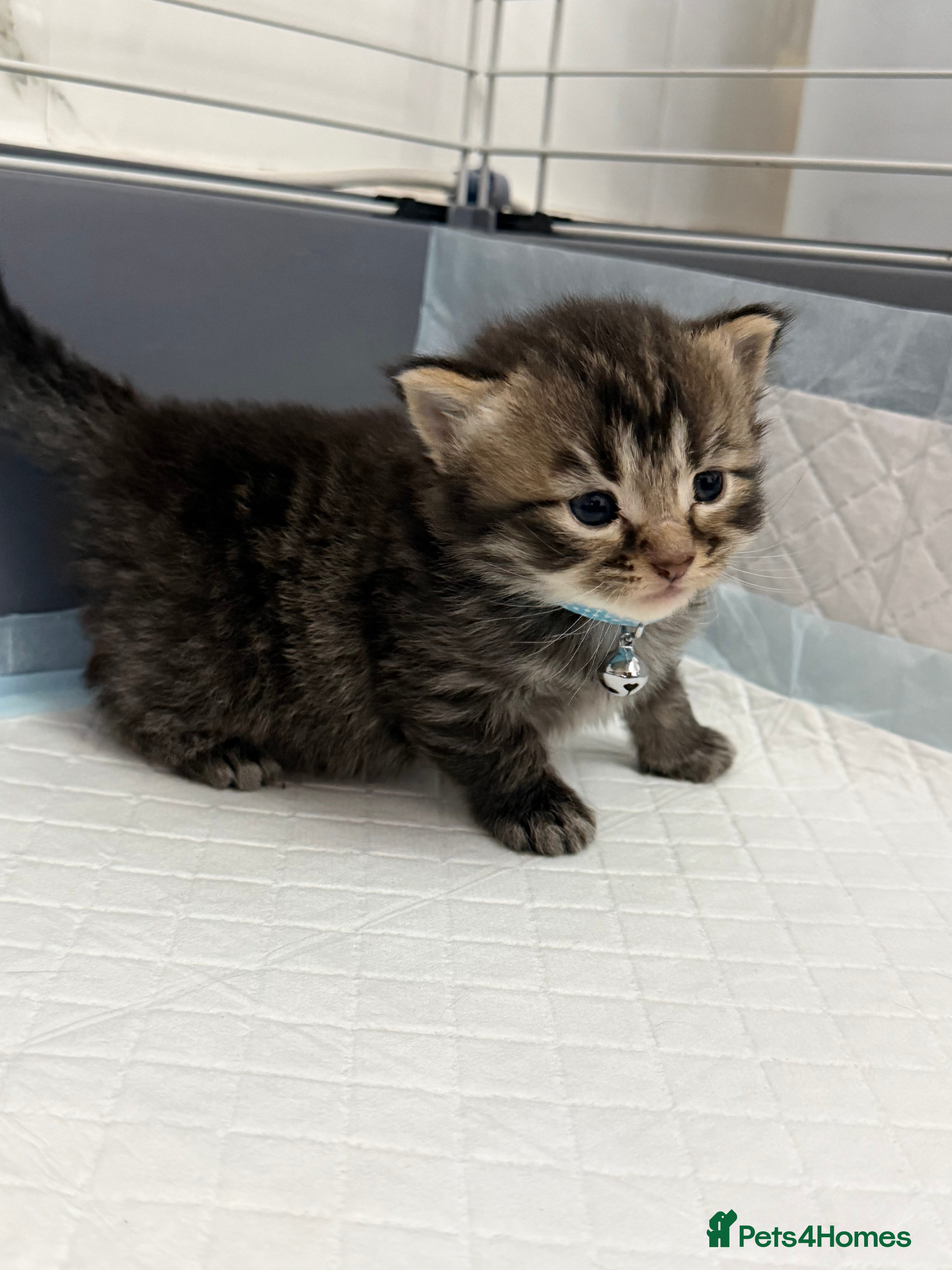 LaPerm cats LaPerm Kittens Ready for Reservation😍 - Advert 1